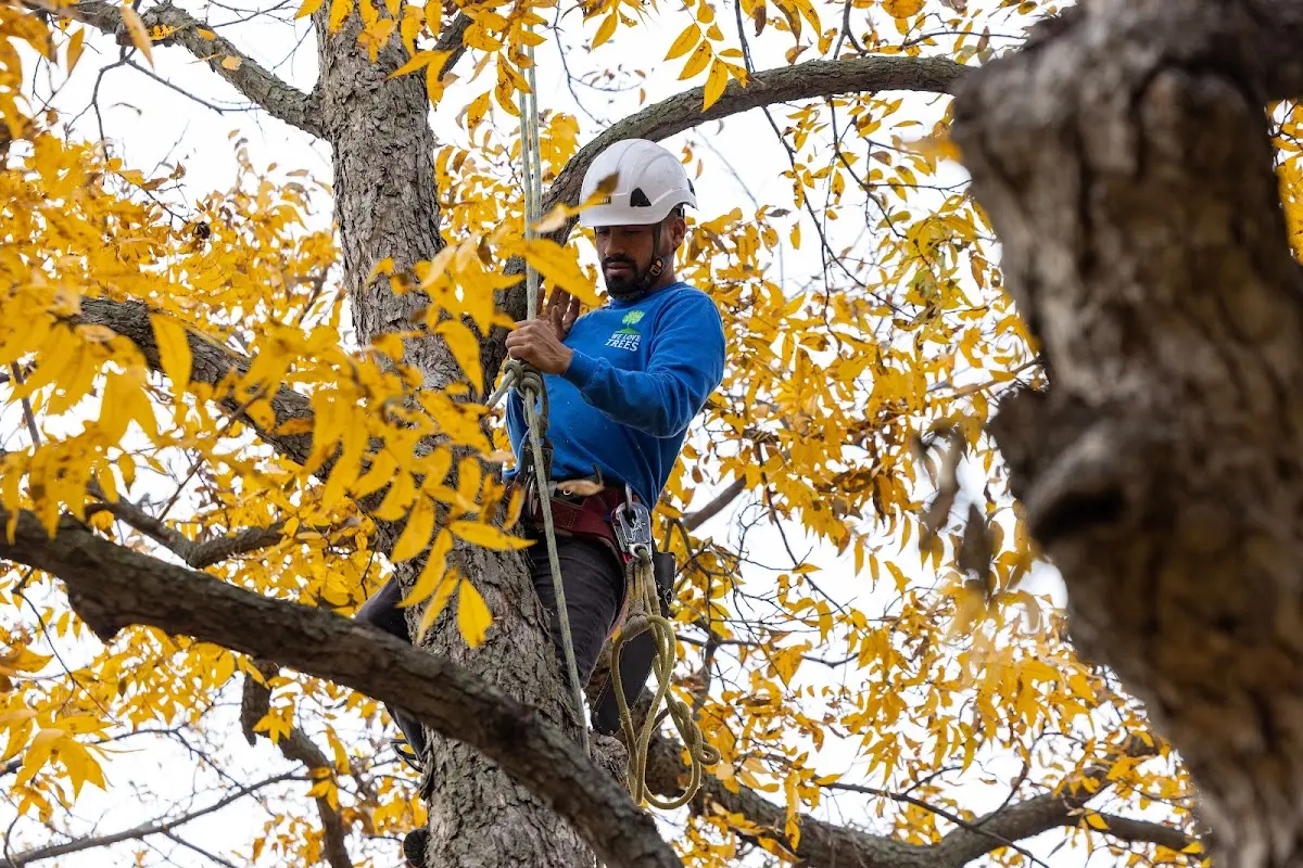 Skilled Tree Trimming crew working in Pine Bush